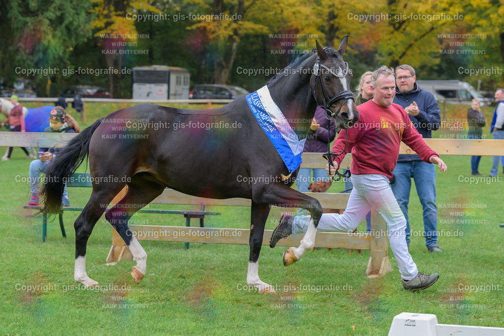 152_Haeven_s-Duett-d_Amour-S_v.Dancer-Gold_Seiler_251018_15_gis | gis-fotografie