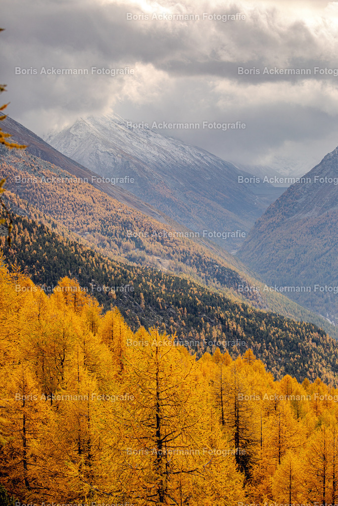 Herbst 2 | Herbstwanderung durch die goldenen Lärchenwälder. Die schönste Jahreszeit mit ihren aufregenden Farben, festgehalten in diesem Bild