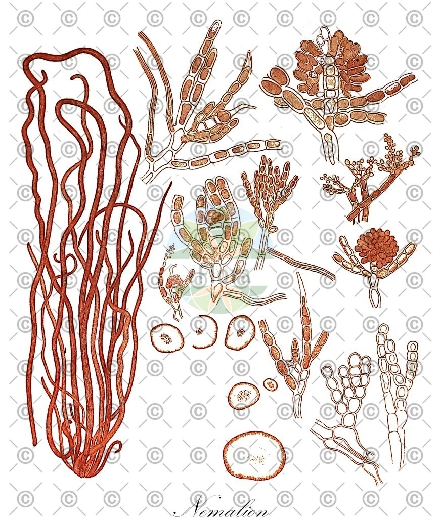 HistAbb_wfo-0000785366_1_ENZY_Simple | Historische Abbildung von Nemalion - Nemaliaceae (0) | Historical Illustration of Nemalion - Nemaliaceae (0)