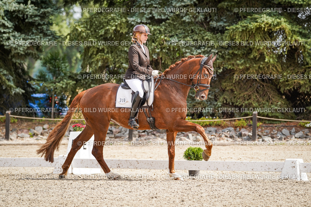 DSC09731 | Pferdegrafie