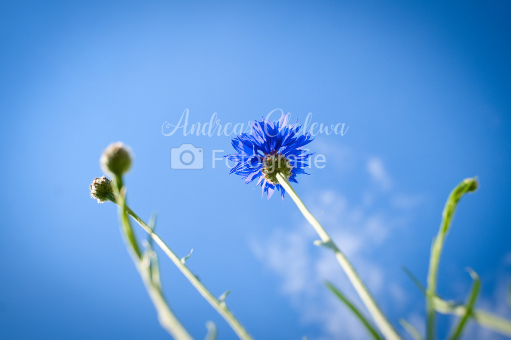 DSCF4094 | Der Onlineshop für malerische Fotografien aus dem Landkreis Vechta✅ Premium Druck auf Leinwand✅ Acryl✅ oder Alu-Dibond✅➤Jetzt Bestellen! - Realisiert mit Pictrs.com