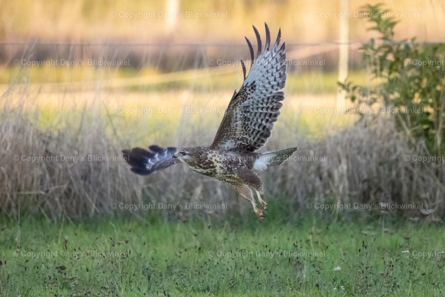 2022183 | Tierfotografie, Tierkalender, Tierbilder, Insekten, Spinnen, Vögel, Schmetterling, Libellen, Leinwand, Colorkey, Qualität, Geschenkartikel, Geschenk - Realisiert mit Pictrs.com
