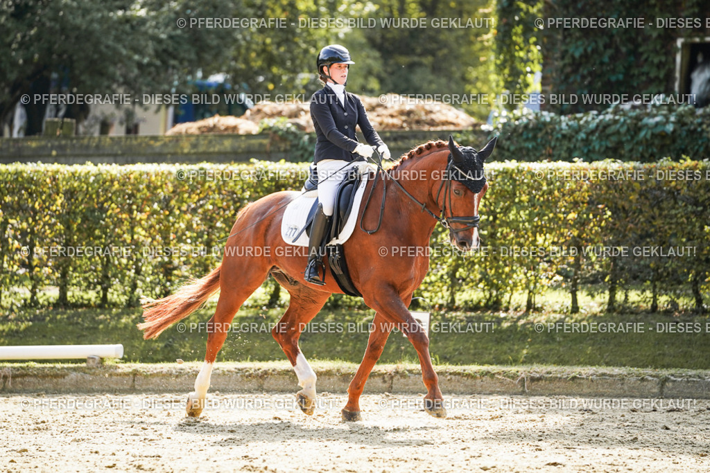 DSC08678 | Pferdegrafie