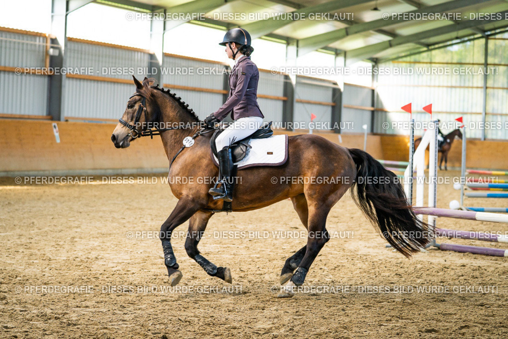 DSC01176 | Pferdegrafie