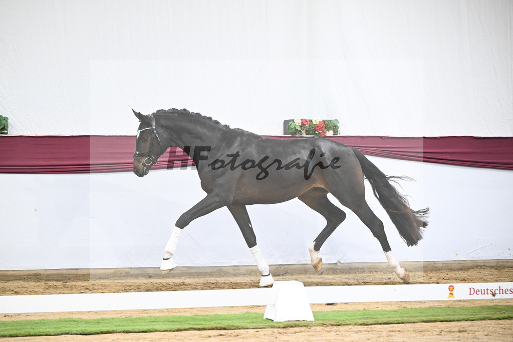 Kat-Nr. 105 Floricello x Sir Donnerhall_Frieder Heilemann_47253528 | hf-fotografie - Realisiert mit Pictrs.com