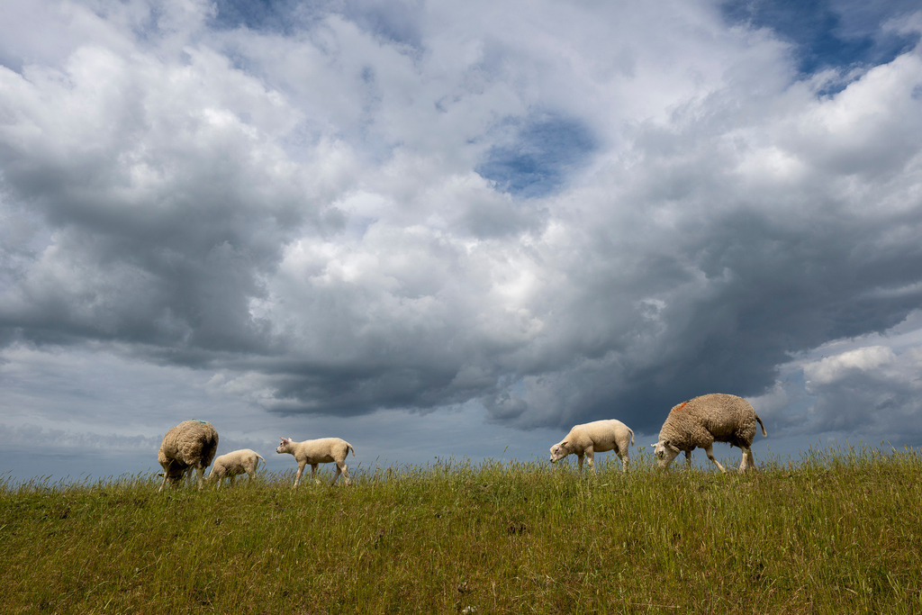 260606_Texel_8260_mr | Entdecke exklusive Fotografie im muebri Shop: Stimmungsvolle Motive  Naturaufnahmen und mehr. Jetzt hochwertige Wandbilder und Fotoabzüge online kaufen! - Realisiert mit Pictrs.com
