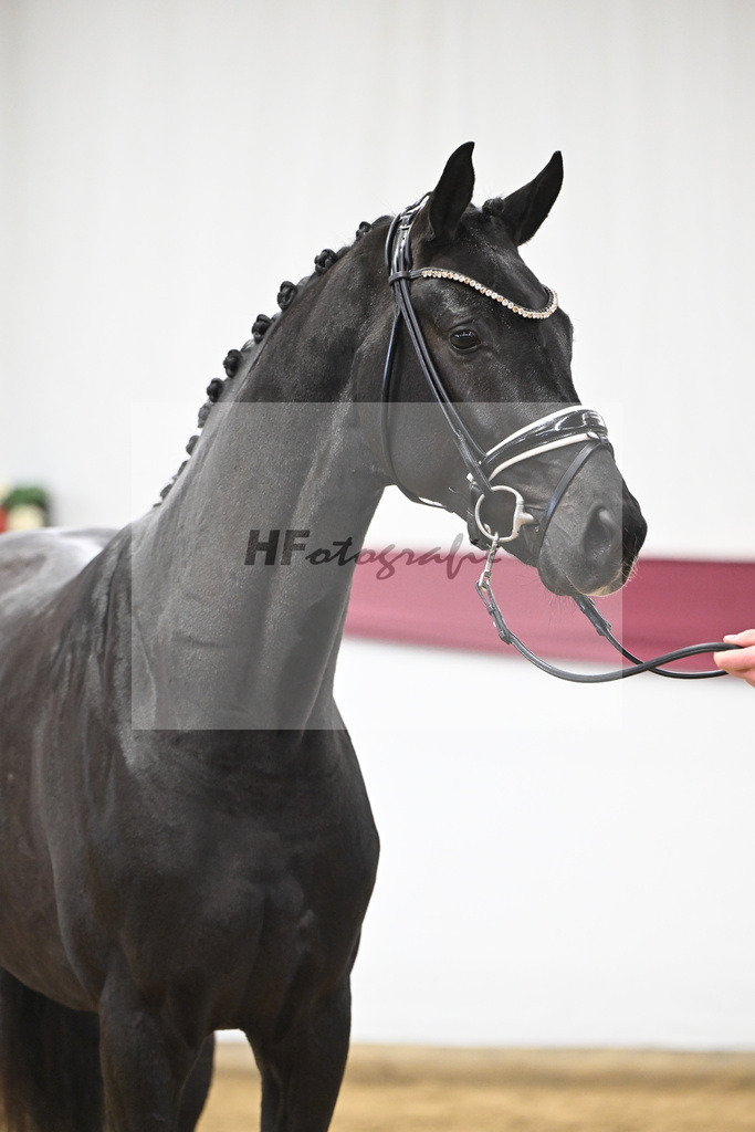 Kat-Nr. 56 Fair Deal x Fuerst Heinrich_Wilhelm u. Marvin Klausing GbR_47252087 | hf-fotografie - Realisiert mit Pictrs.com