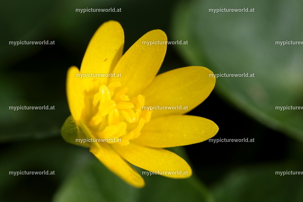 Scharbockskraut-005 | Das Bilderarchiv über Tiere, Planzen und Landschaften. In der Bilddatenbank finden Sie ein große Auswahl an hochwertigen Bilder für Ihre Werbung - Realisiert mit Pictrs.com