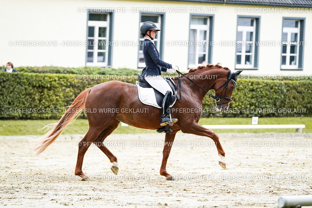 DSC06967 | Pferdegrafie