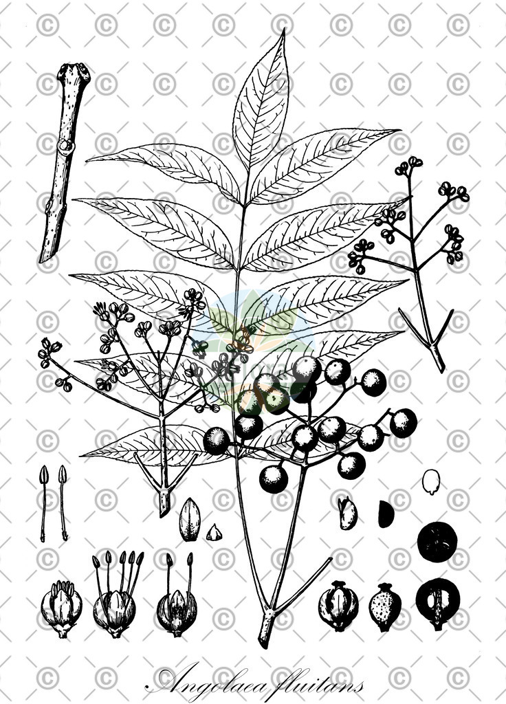 HistAbb_wfo-0000536542_478_ENZY_Simple | Historische Abbildung von Angolaea fluitans - Podostemaceae | Historical Illustration of Angolaea fluitans - Podostemaceae