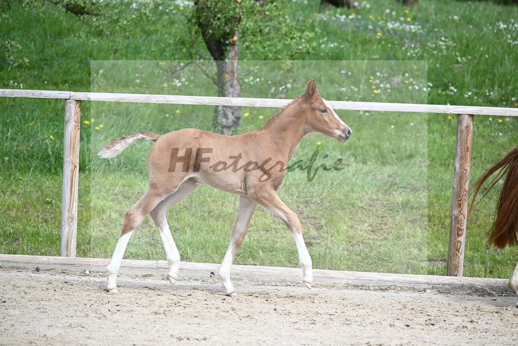 Van Vermeer x Wynton_SF_Gestuet Greim_11240337 | hf-fotografie - Realisiert mit Pictrs.com