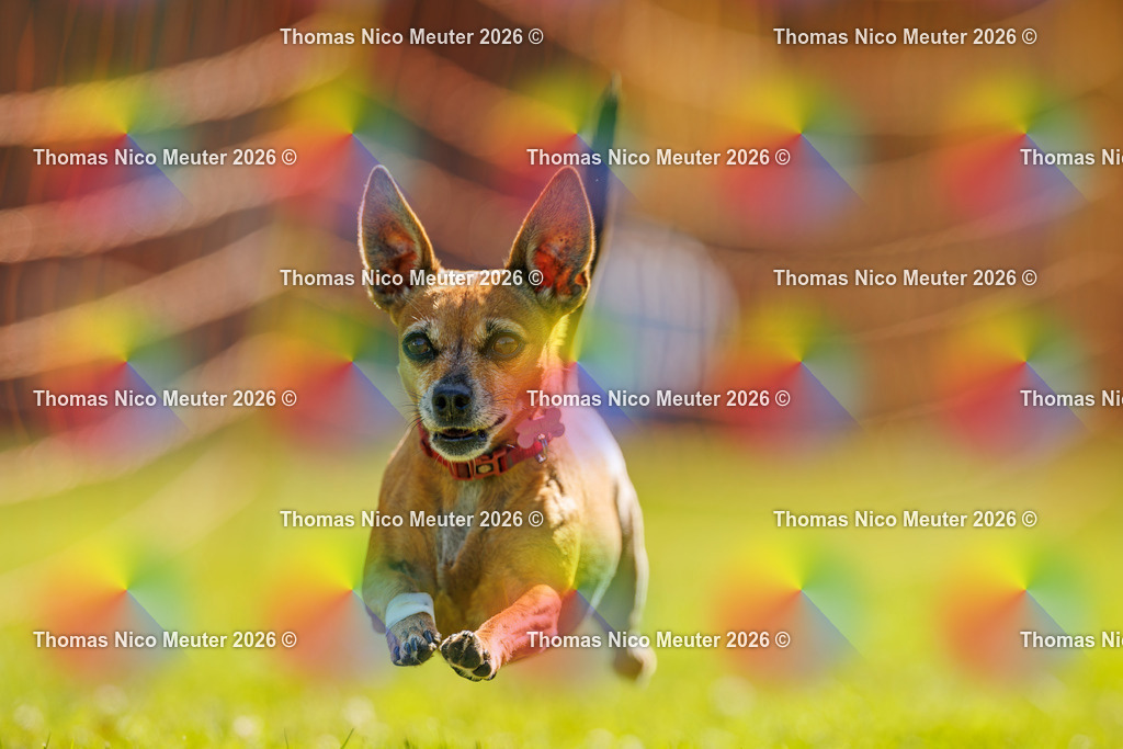 Thomas_Nico_Meuter(C)_06. September 2026_223A0943 | Bild von Thomas Nico Meuter - Realisiert mit Pictrs.com