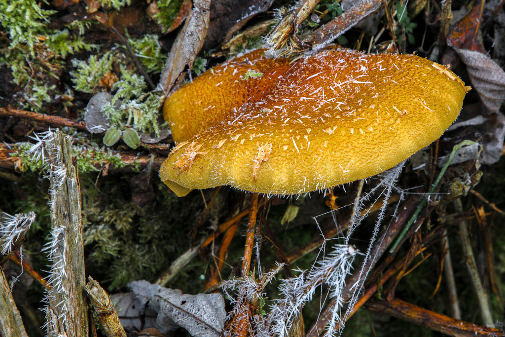 Raureif_Weisten_101222_25 | Bildergalerie von Sport-Ereignissen aber auch von weiteren spannenden Dingen - nicht nur vom Niederrhein. In Anlehnung an den bekannten Spruch von Hanns Dieter Hüsch heißt das Motto: "Niederrhein ist überall".  - Realisiert mit Pictrs.com