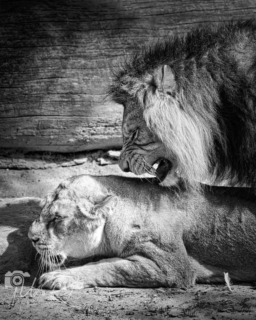 Leo11 | Entdecken Sie Fotografie aus Leidenschaft: Auftragsfotografie, HD-Fotos, Geschenkartikel aus Ihren Bildern und vieles mehr. Beauftragen Sie uns für besondere Momente!