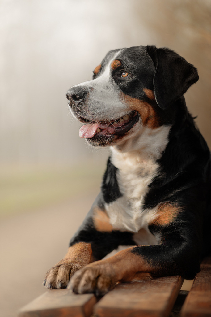 Hundefotografie in der Natur Outdoor | Hundefotografie Bremen Blumenthal und um zu 