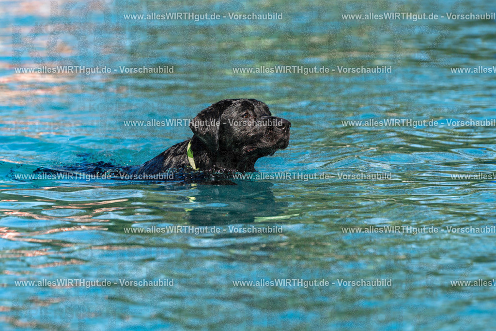 Hundeschwimmen_Volksbad_2026-allesWIRTHgut_Tierfotografie-2609061111-FAY06170 | Professionelle Tierfotografie in Mönchengladbach von Daniel Wirth (allesWIRTHgut). Liebevolle & natürliche Bilder von Hunden & Katzen für unvergessliche Erinnerungen.