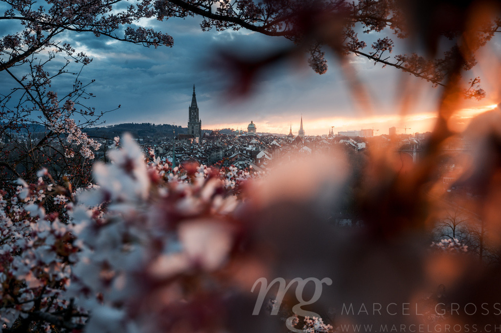 cherry blossom in Berne with Berner Münster and oldtown | Die ideale Geschenkidee für Naturliebhaber. Naturbilder von Marcel Gross Photography für ihr Zuhause in den verschiedensten Formaten und Materialien. - Realisiert mit Pictrs.com