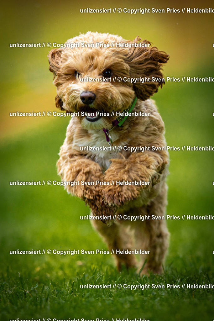 Sven Pries | 2025-09-21 - Hunderennen Baden-Oos - Realisiert mit Pictrs.com