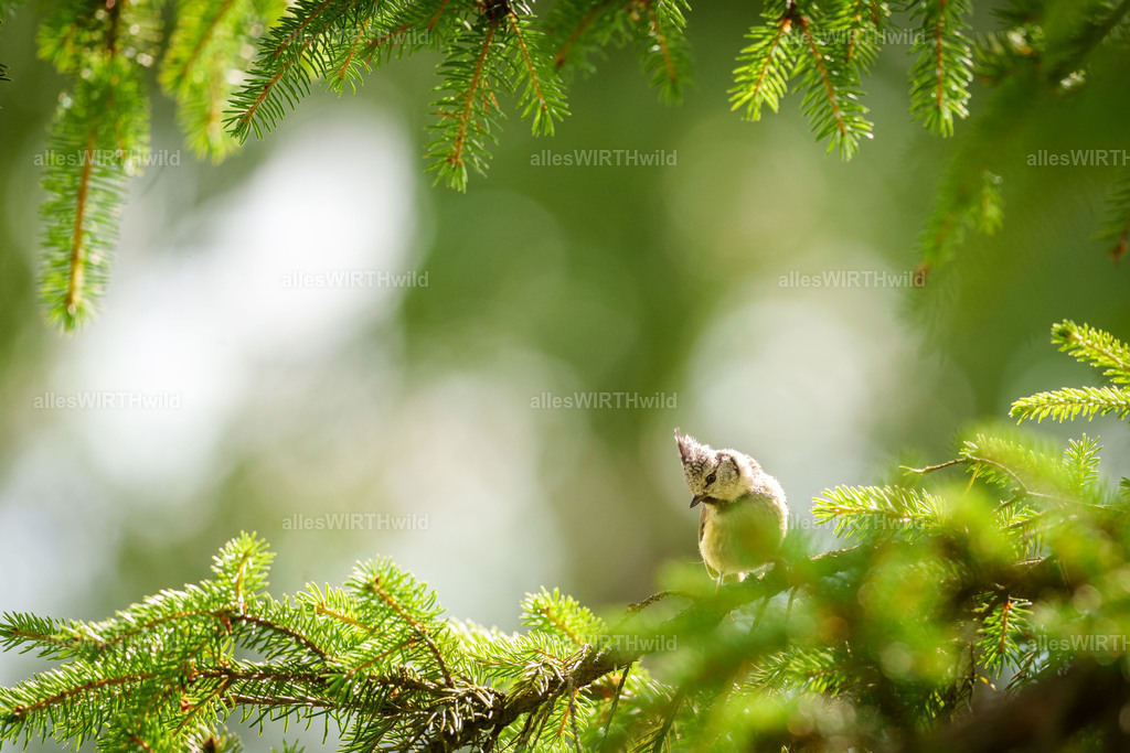 Daniel Wirth - www.allesWIRTHwild.de - Harz - 7IV07590 | Entdecke die faszinierende Welt der Natur- und Wildlife-Fotografie von Daniel und Bärbel. Inspirierende Bilder von wilden Tieren und kleinen Naturwundern.