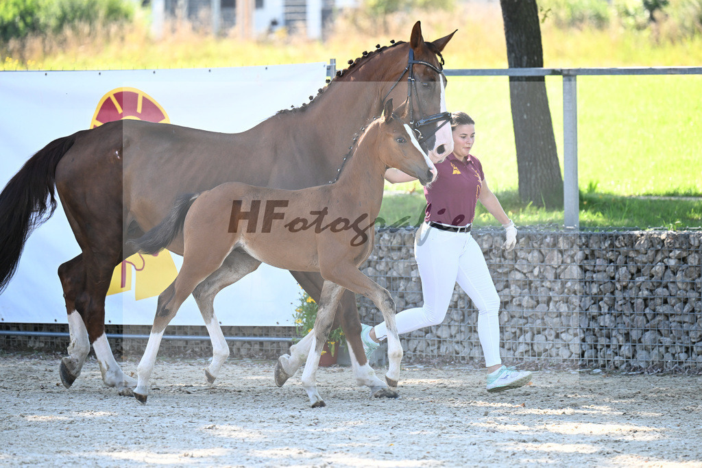Kat-Nr. 7 Fuerst Grandios x Diamond Hit_HF_Hirschinger_26250091 | hf-fotografie - Realisiert mit Pictrs.com