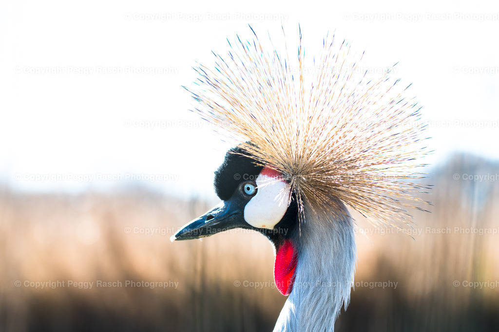 Vogelpark Niendorf (15) | PeggyRaschPhotography - Realisiert mit Pictrs.com