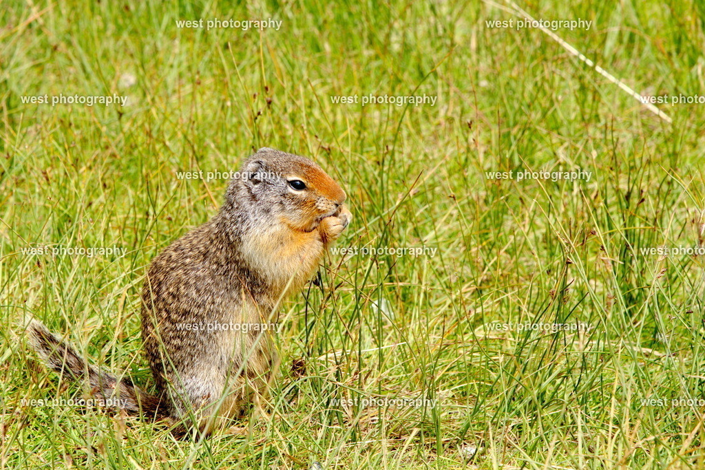 Squirrel Alberta 1 - 2019 CAN | west photography - Realisiert mit Pictrs.com