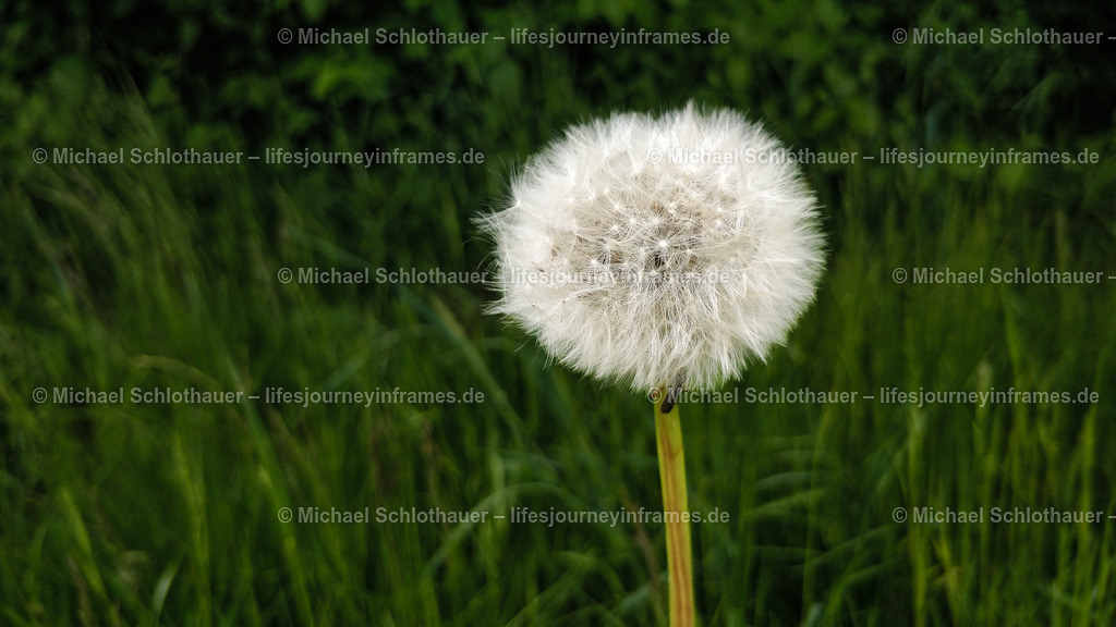 Pusteblume | Wildlife- und Landschaftsfotografie als Wandbild, Poster & mehr. Einzigartige Naturmomente aus Neuseeland, Norwegen & weltweit – fotografiert von Michael Schlothauer. - Realisiert mit Pictrs.com