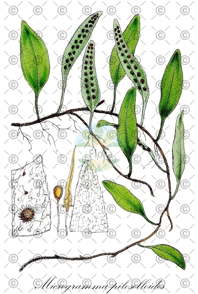 HistAbb_wfo-0000879917_1_ENZY_Simple | Historische Abbildung von Microgramma piloselloides - Polypodiaceae | Historical Illustration of Microgramma piloselloides - Polypodiaceae