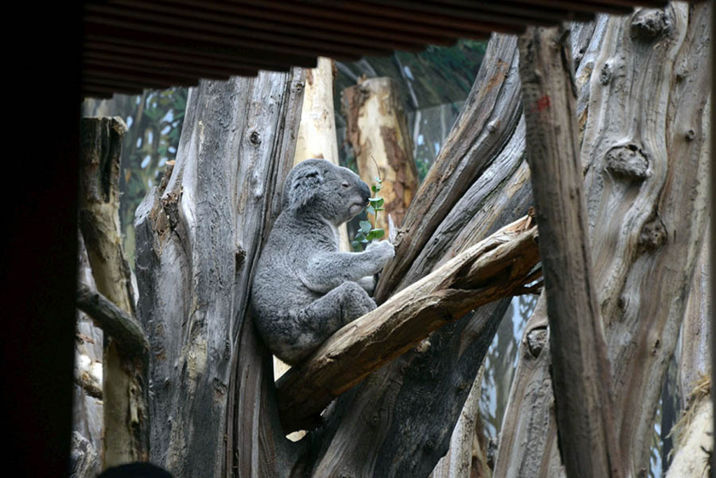 Foto: Leipzig - Zoo | Das Team hinter BILDLEXIKON LEIPZIG bündelt historische wie aktuelle Informationen über die Stadt Leipzig in Text und Bild auf einer Plattform und stellt diese der interessierten Öffentlichkeit zur Verfügung.
