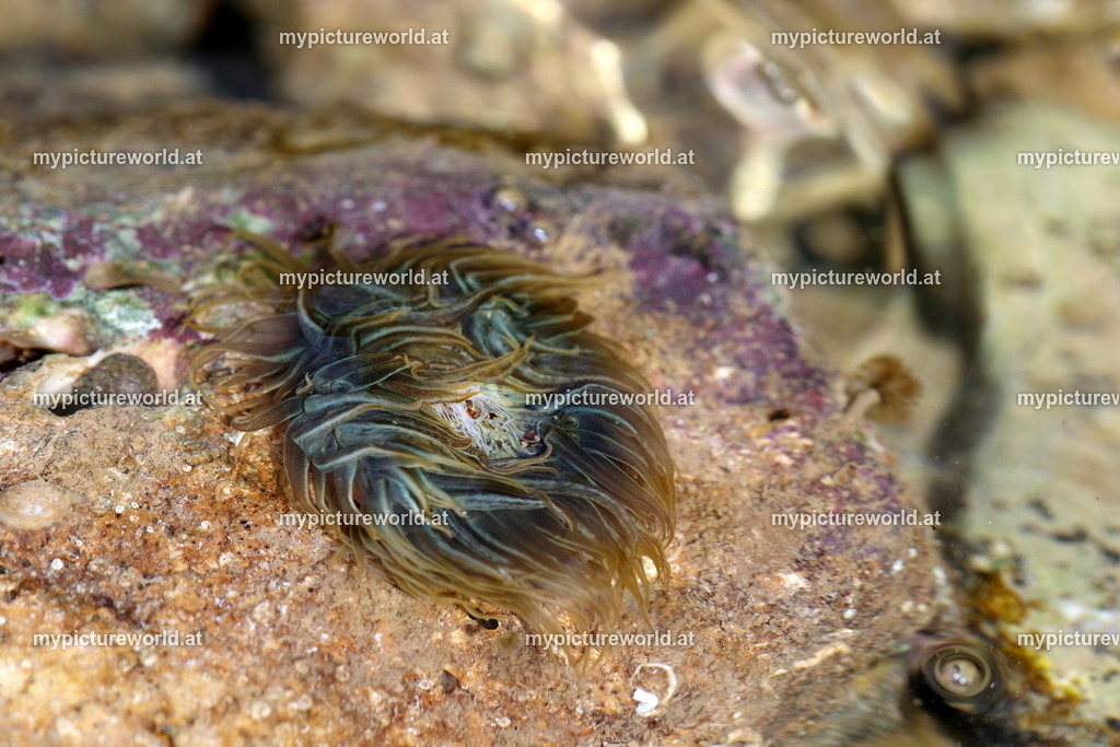 Pferdeaktinie-005 | Das Bilderarchiv über Tiere, Planzen und Landschaften. In der Bilddatenbank finden Sie ein große Auswahl an hochwertigen Bilder für Ihre Werbung - Realisiert mit Pictrs.com