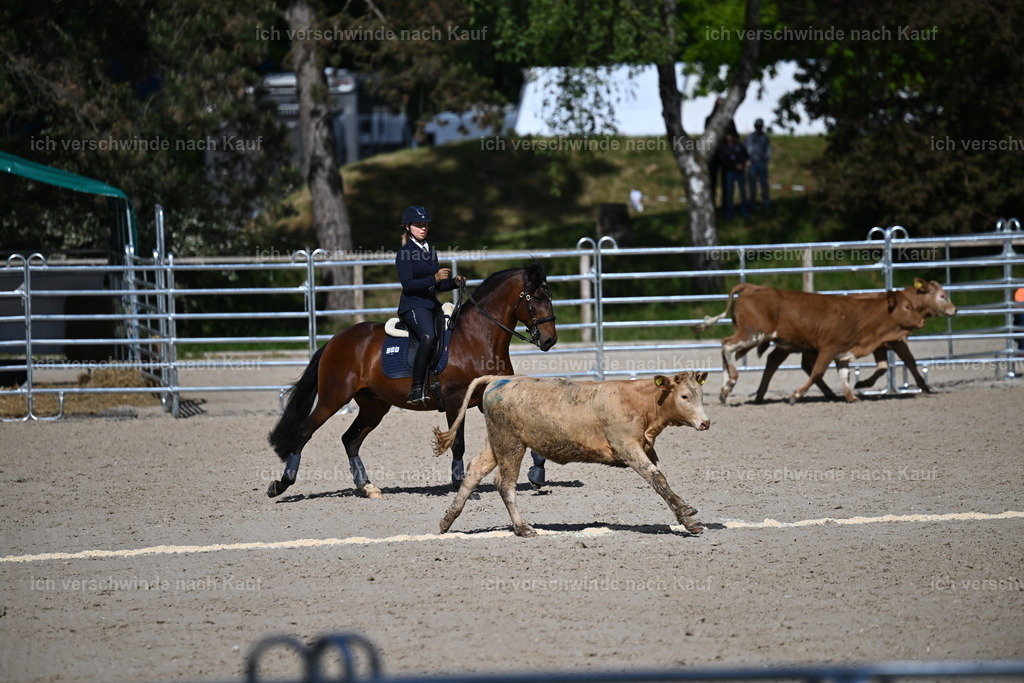 PI26_COW_Sara Landvogt226_7179.JPG | working equitationturnier fotograf videograf stoibphotography marixx film working equitation deutschland reitsport turnierfotografie eventfotografie equestrian events