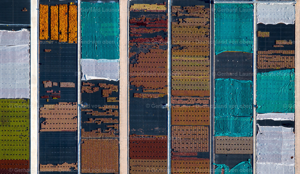 4026126 | ERFURT 06.05.2020 Senkrecht- Luftbild aus der Satelliten- Perspektive vom Bunte Beet- Reihen auf einem Feld zur Blumenzucht im Ortsteil Marbach in Erfurt im Bundesland Thüringen, Deutschland. Weiterführende Informationen bei: Rose Saatzucht Erfurt. // Vertical aerial view from the satellite perspective of the colorful bedding rows on a field for flowering in the district Marbach in Erfurt in the state Thuringia, Germany. Further information at: Rose Saatzucht Erfurt. Foto: Gerhard Launer