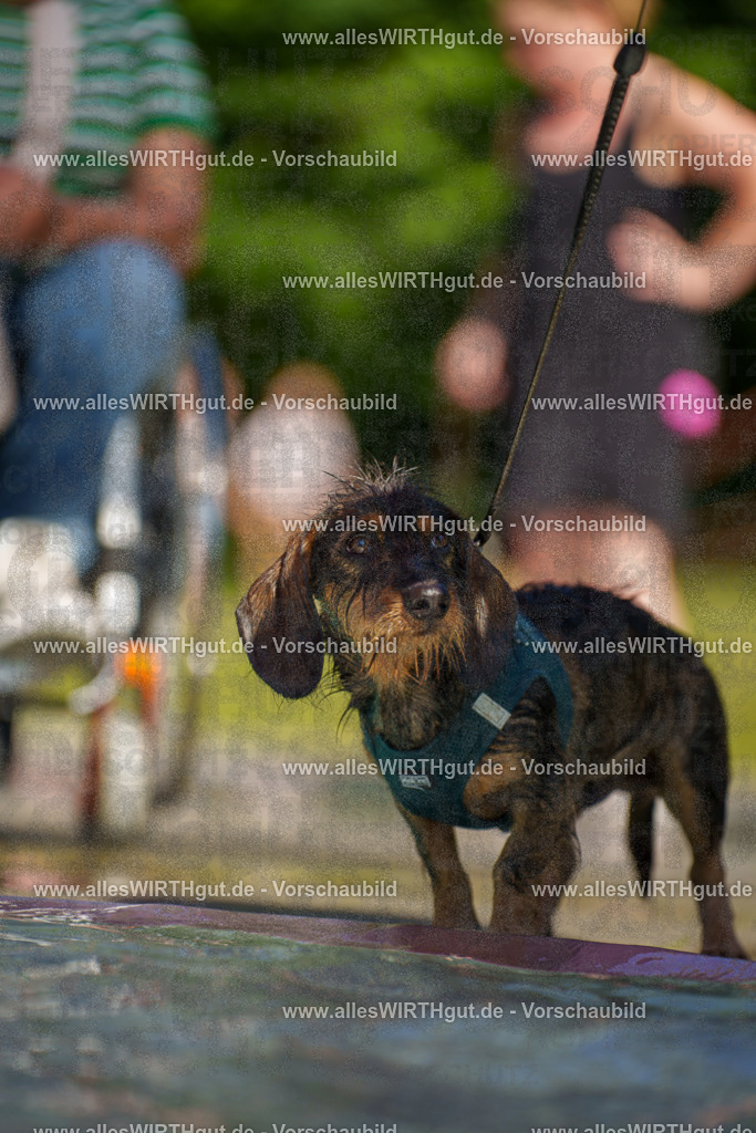 allesWIRTHgut Tierfotografie - allesWIRTHgut.de - 7IV08681 | Professionelle Tierfotografie in Mönchengladbach von Daniel Wirth (allesWIRTHgut). Liebevolle & natürliche Bilder von Hunden & Katzen für unvergessliche Erinnerungen.