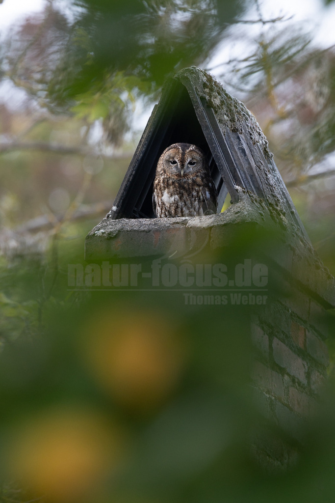 R5M29981_20261004 | Ein Waldkauz (Strix aluco) sitzt tagsüber in der Öffnung eines alten, ziegelgemauerten Schornsteins, der mit einem schützenden, moosbewachsenen Dach versehen ist. Die Eule blickt aufmerksam nach vorne und ruht sich in dieser geschützten Nische aus. Waldkäuze sind nachtaktive Greifvögel, die in Europa und Asien verbreitet sind. Sie bevorzugen Wälder, Parks und Gärten mit alten Bäumen, die ihnen Bruthöhlen und Verstecke bieten. Ihr Gefieder ist hervorragend getarnt, was es ihnen ermöglicht, tagsüber unauffällig zu schlafen. - Realisiert mit Pictrs.com