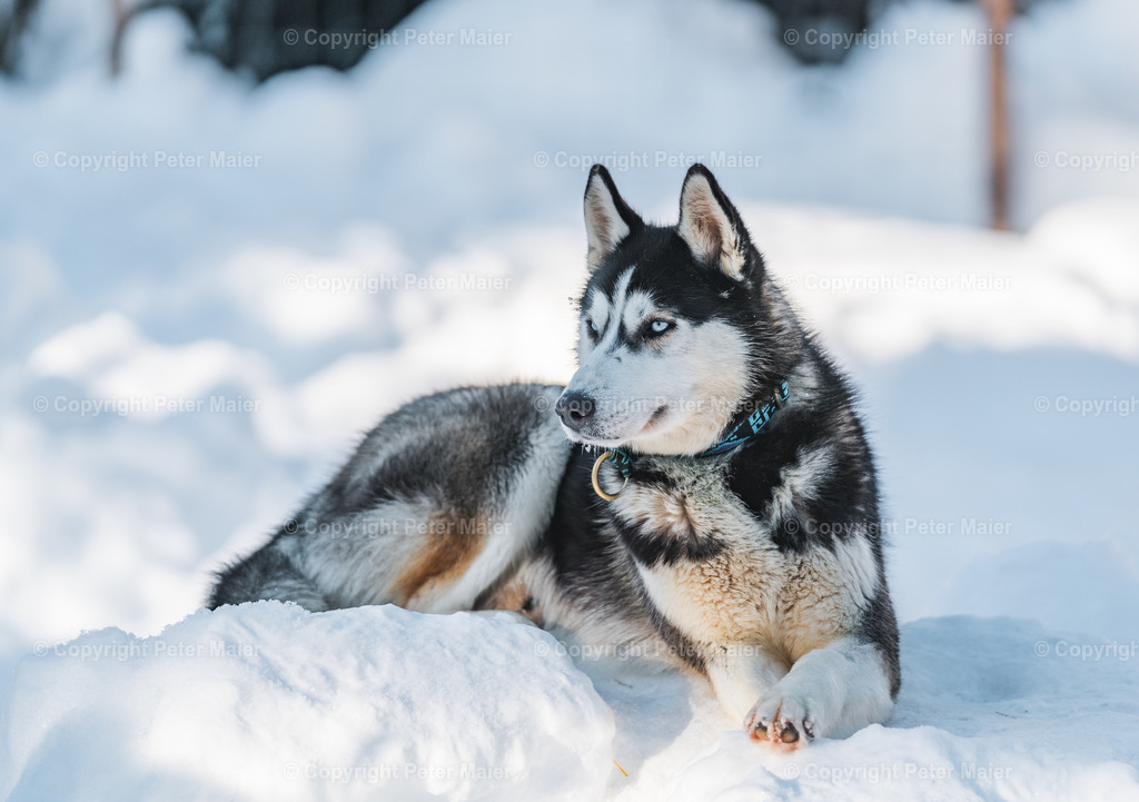 Huskyschlitten_Faubelhof_Hohenthurn-148 | piet_flosse
