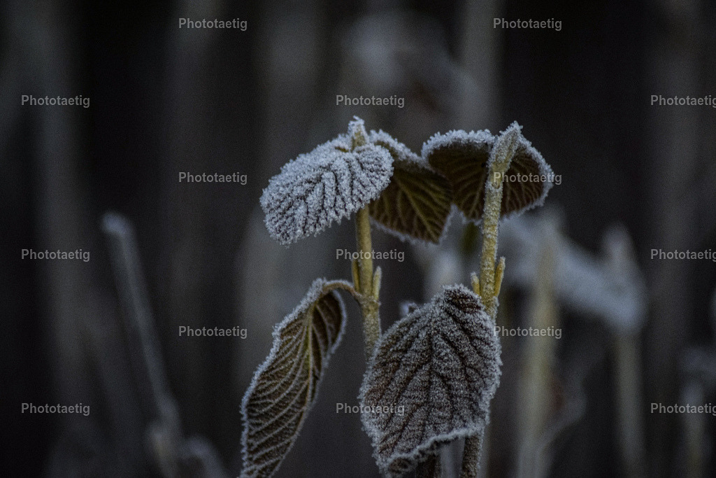 IMG_7398 | phototaetig