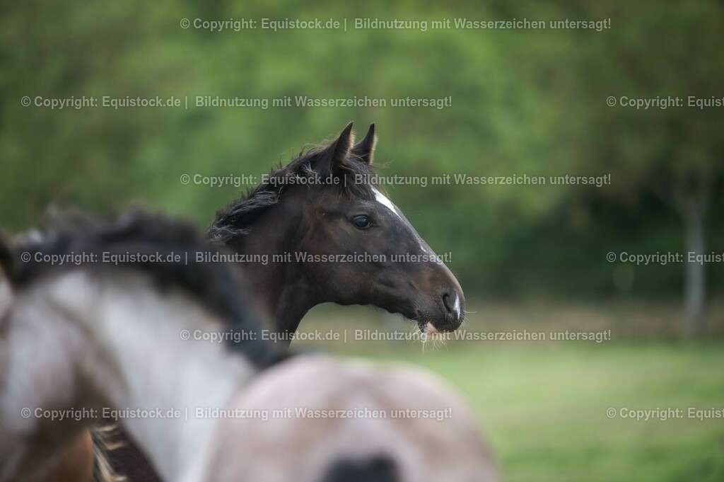 20201005_Fohlen_0087 | equistock