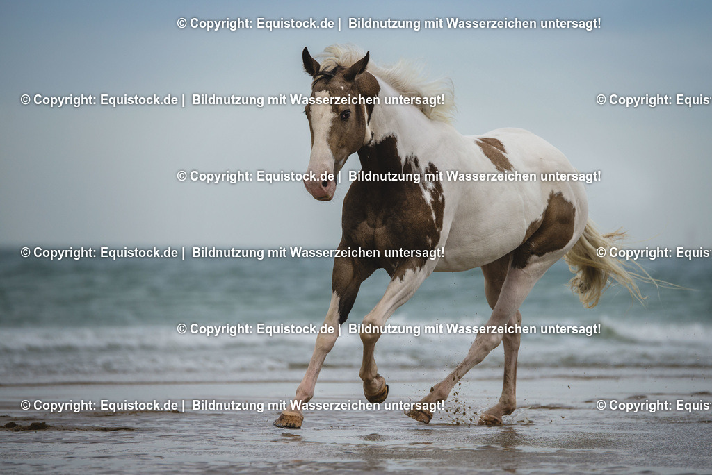 TS_20160928_Pferd_am_Strand_0005 | Foto: Thomas Hartig