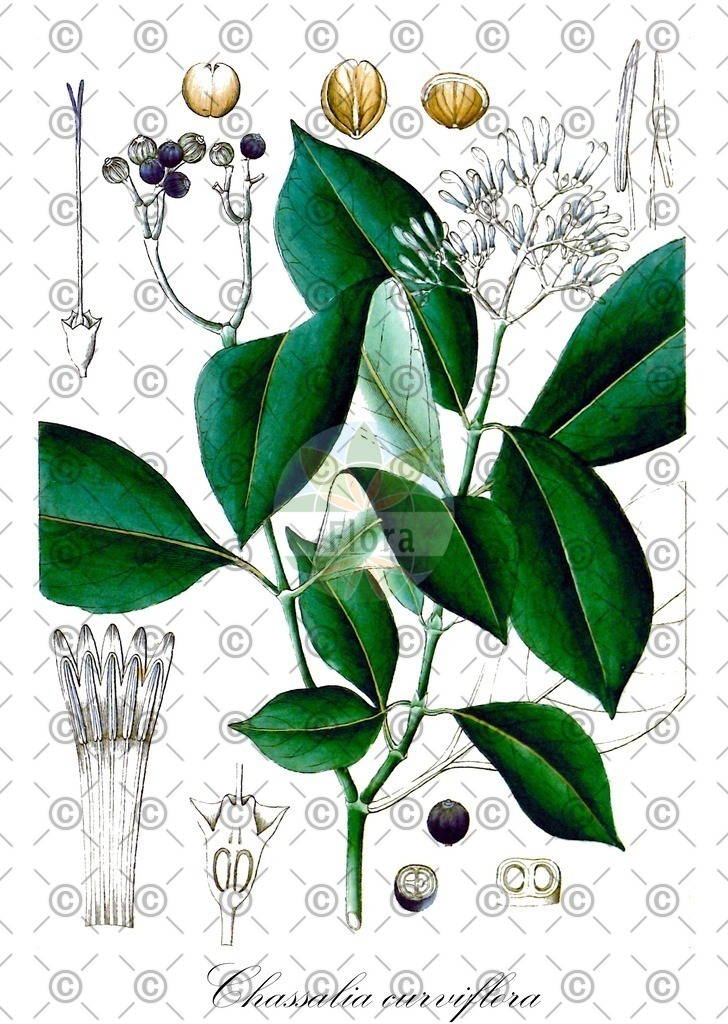 HistAbb_wfo-0000840790_1_ENZY_Simple | Historische Abbildung von Chassalia curviflora - Rubiaceae | Historical Illustration of Chassalia curviflora - Rubiaceae