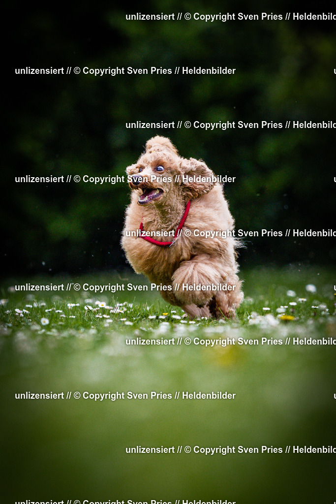 Sven Pries | 2025-05-29 - Pudelrennen KA-Durlach - Realisiert mit Pictrs.com