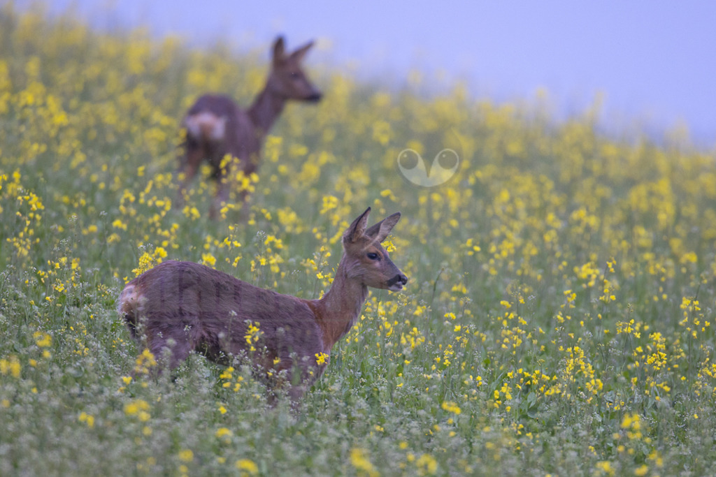 20220507194858-2 | Der Bildershop von www.natur-focus.de bietet ihnen den einfachen Kauf von Bildmaterial per Download aus allen Bereichen der Natur. In den Galerien finden sie Landschaftsfotos, Tierbilder und natürlich auf Pflanzenfotos. - Realisiert mit Pictrs.com