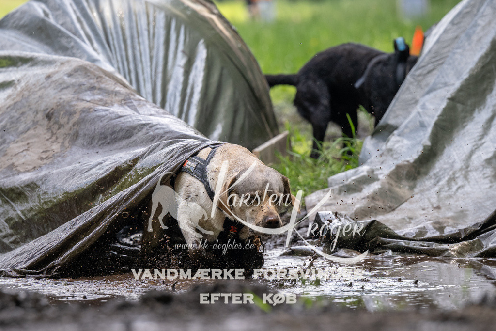 1211_ZZ91550 | kk-dogfotos