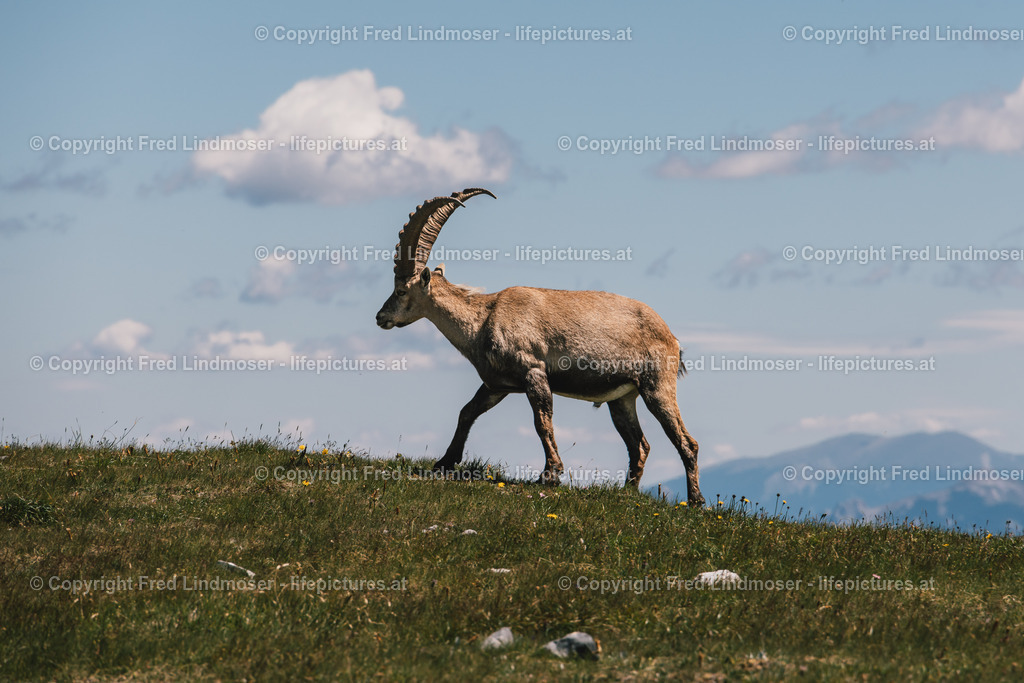 Steinbock | Fotos und Fotoprodukte - Realisiert mit Pictrs.com