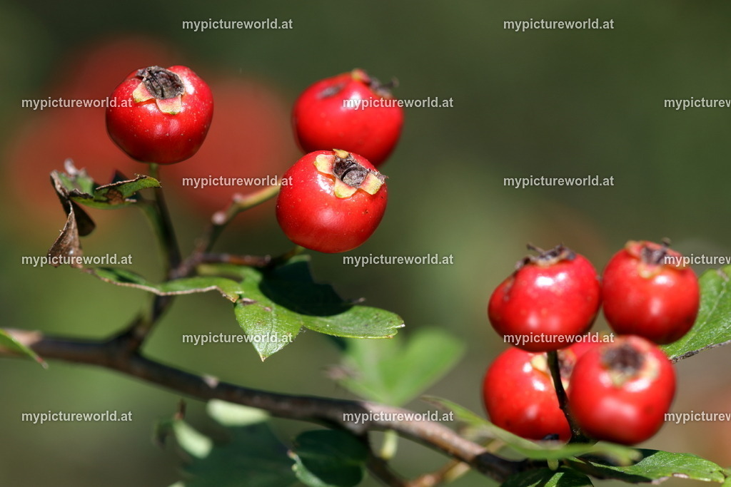 Eingriffeliger Weißdorn-003 | Das Bilderarchiv über Tiere, Planzen und Landschaften. In der Bilddatenbank finden Sie ein große Auswahl an hochwertigen Bilder für Ihre Werbung - Realisiert mit Pictrs.com