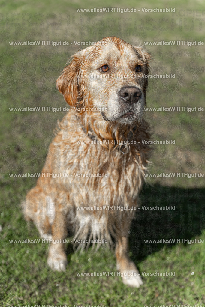 Hundeschwimmen_Volksbad_2026-allesWIRTHgut_Tierfotografie-2609061243-115319-7R500162 | Professionelle Tierfotografie in Mönchengladbach von Daniel Wirth (allesWIRTHgut). Liebevolle & natürliche Bilder von Hunden & Katzen für unvergessliche Erinnerungen.