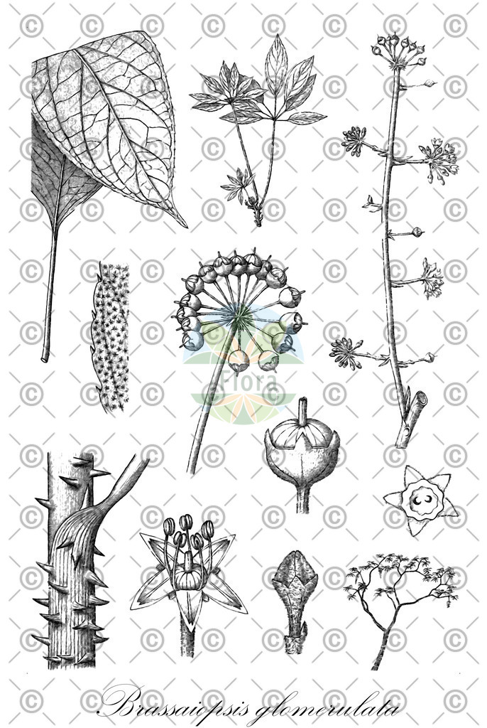 HistAbb_wfo-0000402569_1_ENZY_Simple | Historische Abbildung von Brassaiopsis glomerulata - Araliaceae | Historical Illustration of Brassaiopsis glomerulata - Araliaceae