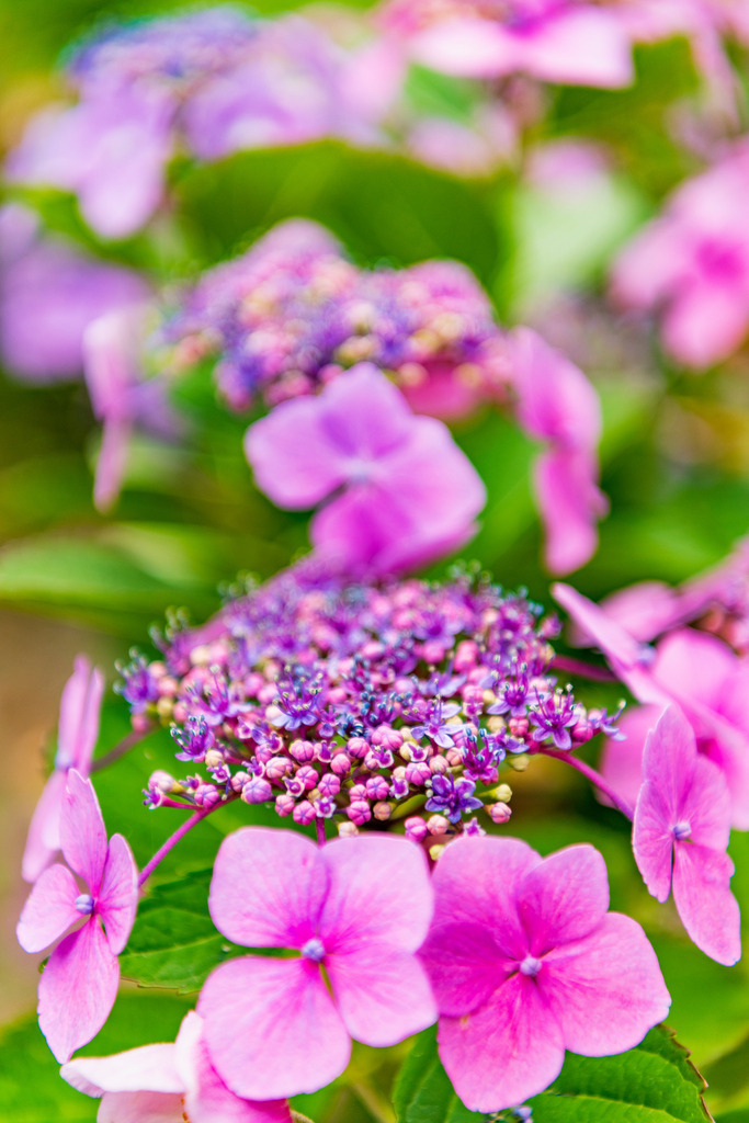 2022_07_10_HH-OEVELGOENNE_MCP0759 | Hochwertig gedruckte Fotografien für die Wand, als Kalender und zum Verschenken. Hamburg & Norddeutschland und überall wo ich mit der Kamera unterwegs war.