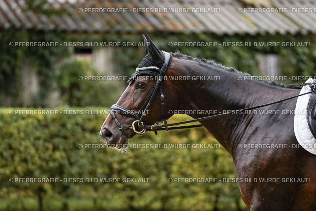 DSC06802 | Pferdegrafie