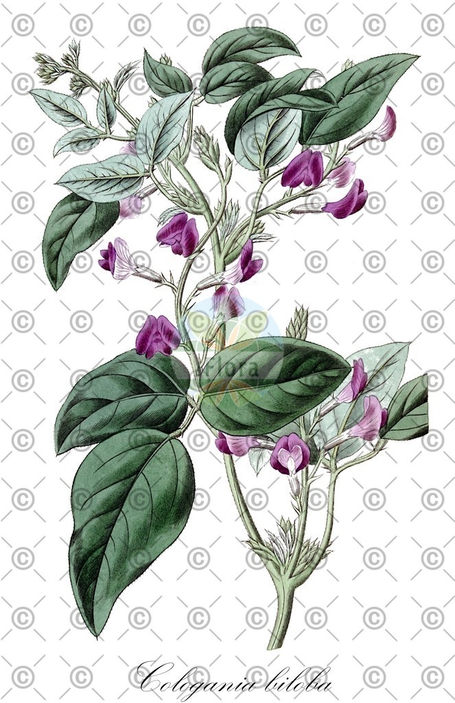 HistAbb_wfo-0000615166_1_ENZY_Simple | Historische Abbildung von Cologania biloba - Fabaceae | Historical Illustration of Cologania biloba - Fabaceae