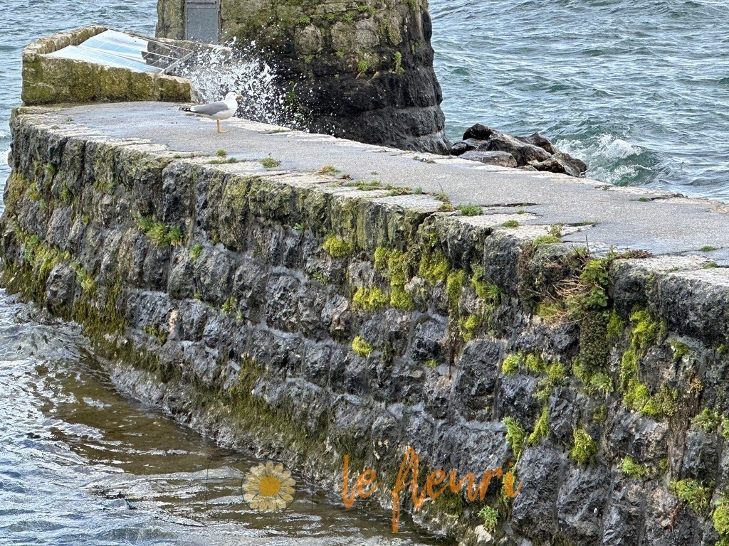 829A53A7-4DD1-4B5A-9ADB-20C84D743397 | Dies ist der Shop von Florian Blum - le fleuri. Langenthal, Bern, SchweizSie können hier meine oder ihre eigenen Fotos als Fotoprodukte kaufen. Tassen, Schlüsselanhänger, Taschen etc. können Sie hier gestalten.  - Realisiert mit Pictrs.com